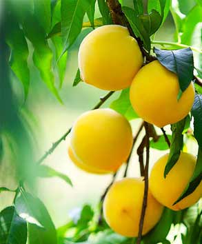 新鮮桃凍干加工成套設備報價方案