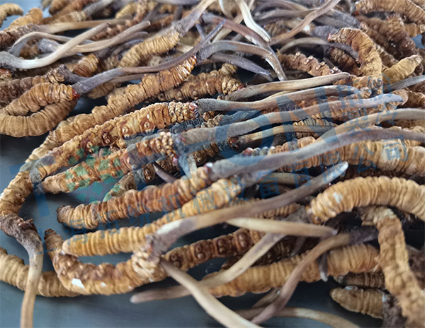 蟲草凍干：中試中藥材真空冷凍干燥機(jī)及冬蟲夏草凍干技術(shù)