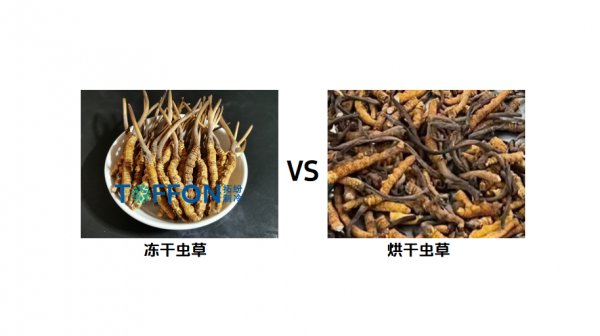 中藥材蟲草冷凍干燥機：傳統(tǒng)滋補品凍干解決方案