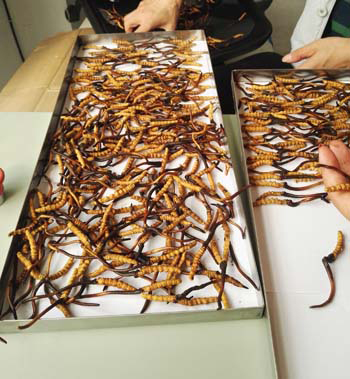 1494588567161028.jpg 冷凍干燥機(jī)