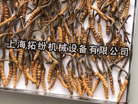 冬蟲夏草凍干 冬蟲夏草凍干