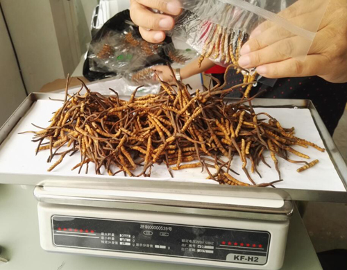 蟲(chóng)草冷凍干燥機(jī) 蟲(chóng)草冷凍干燥機(jī)